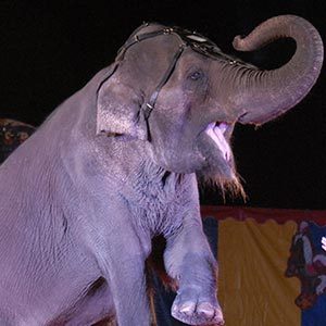 elephant-FM