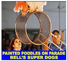 bells-dogs