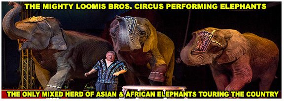 elephants2017