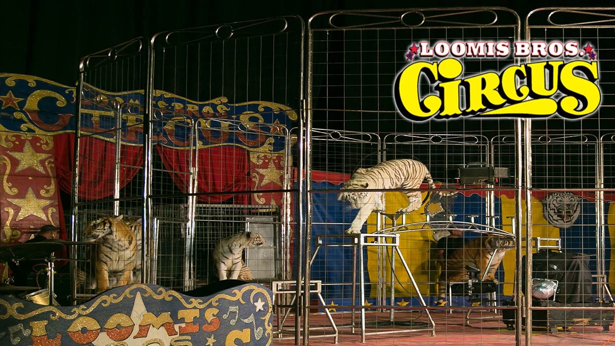 home-tiger-photo-new2