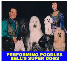 super-poodles