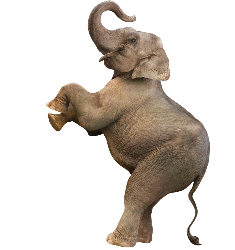 elephant1