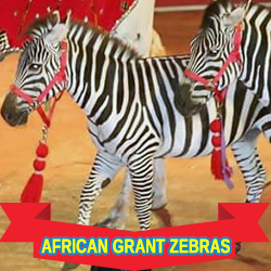 Zebras
