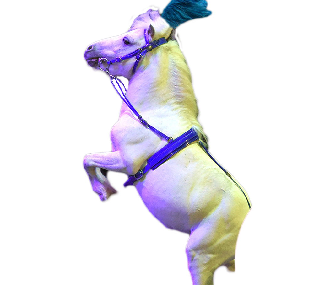 pony1