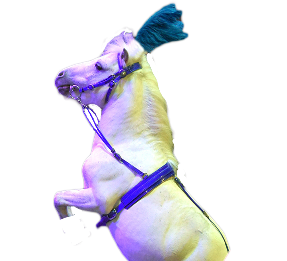 pony2